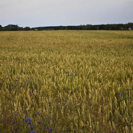 아파트 Ostseelandsitz Mira Belle 1 *
